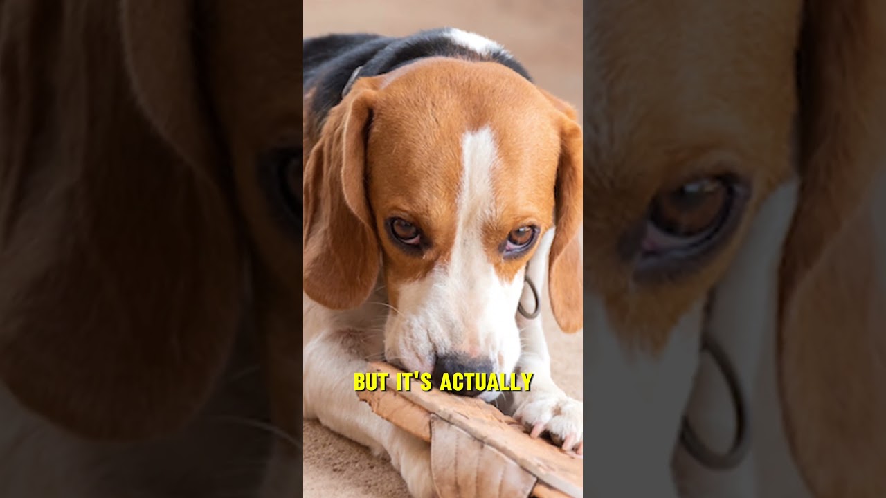 What does a dog anxiety attack look like?