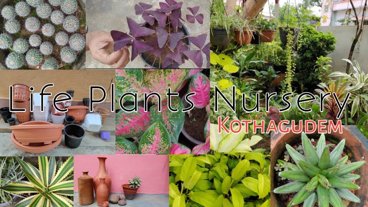 Life Plants Nursery kothagudem