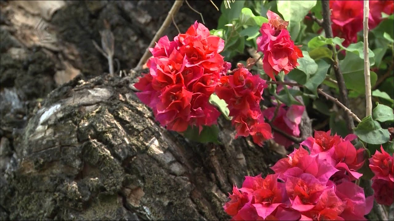 MAT&Eacute;RIA - REVITALIZA&Ccedil;&Atilde;O PRA&Ccedil;A DA LIBERDADE