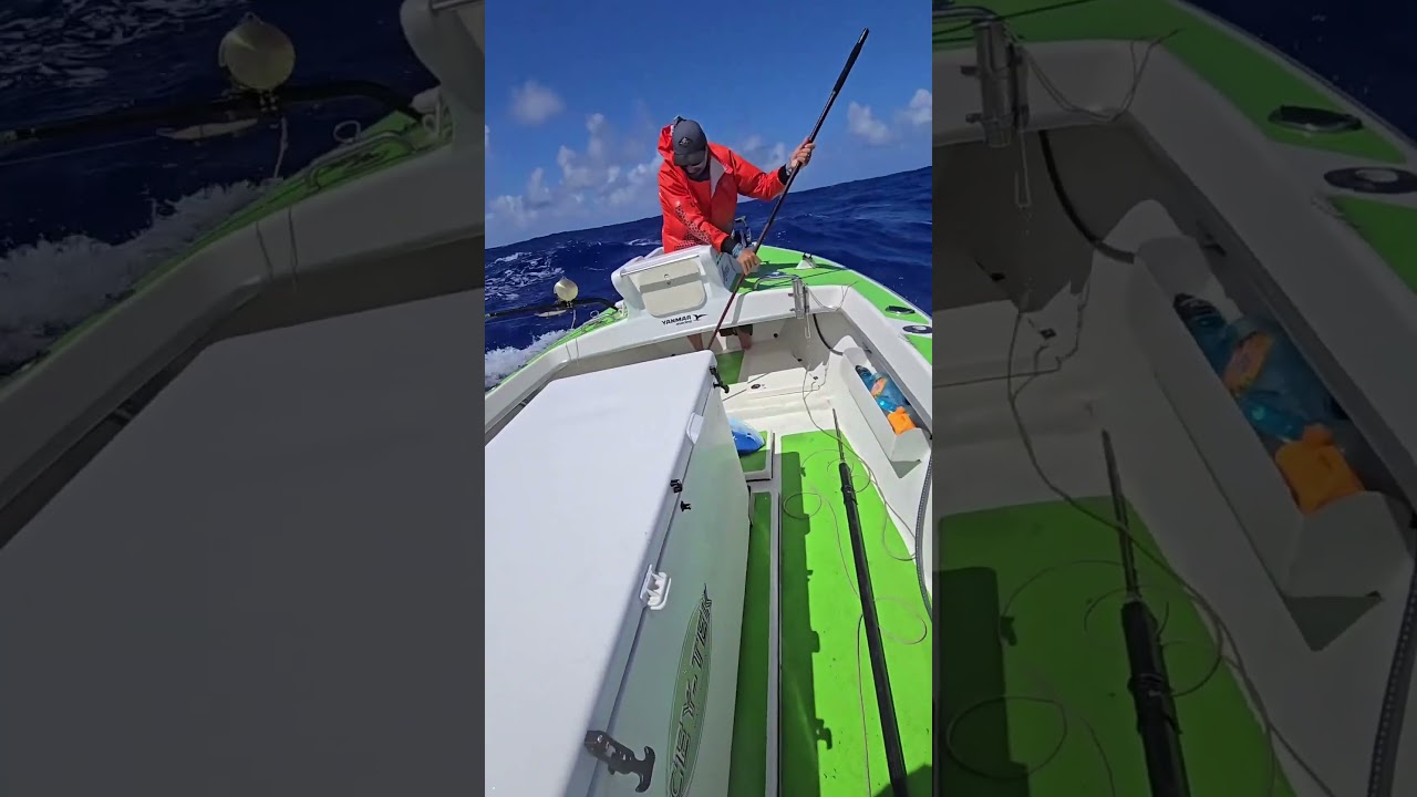 Mahi Mahi hunt in the pacific, just with a gaff!