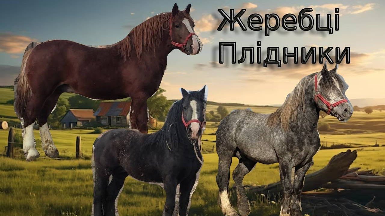 🏆НАСЛІДНИК ХАРІ!!!🔊ЖЕРЕБЦІ ПЛІДНИКИ В НЕМИЧИНЦЯХ🔥🔥🔥 .