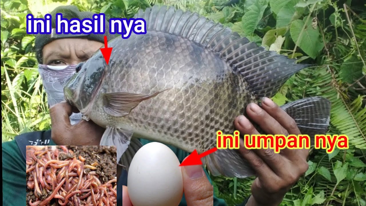 Kalau ikan nila susah makan || cobak pakek umpan ini //di jamin strek