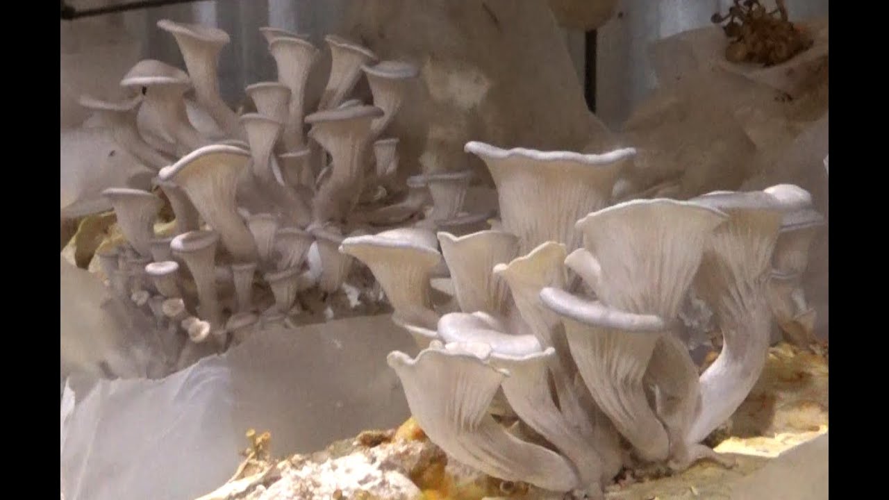 Cogumelos Shiitake - Hiratake 