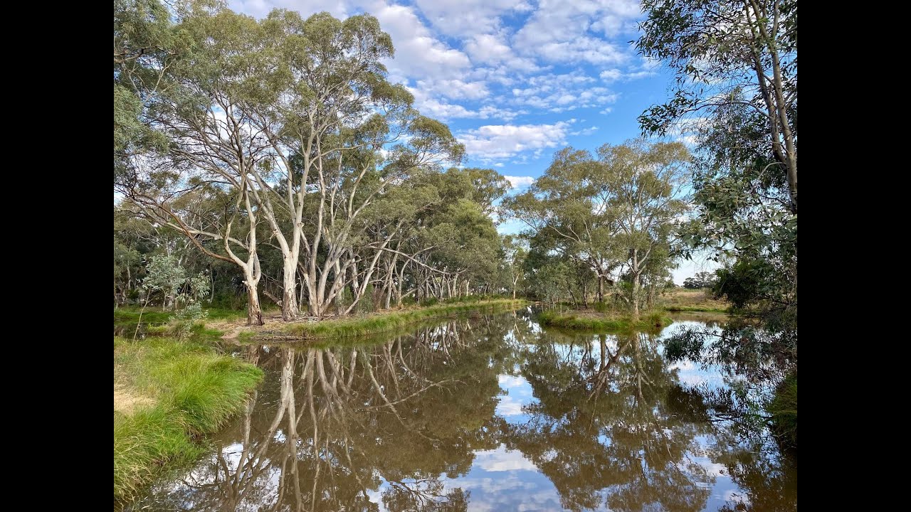 Catching Water Bugs at West Wyalong Wetlands