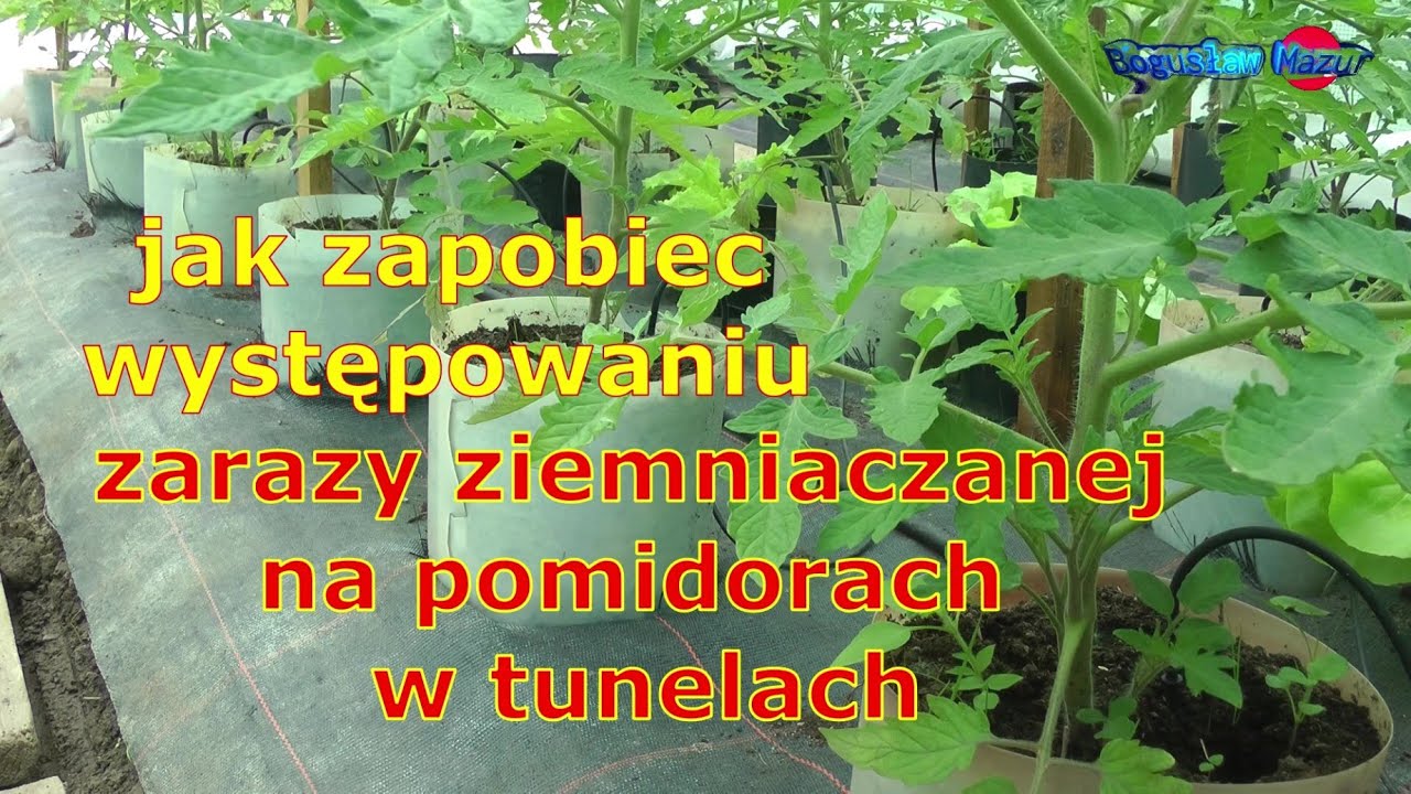 jak zapobiec występowaniu zarazy ziemniaczanej na pomidorach w tunelach