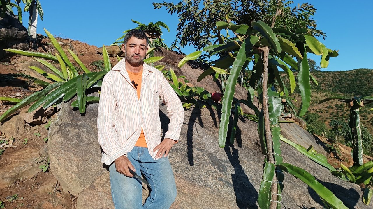 Quais os melhores lugares para plantar pitaya.