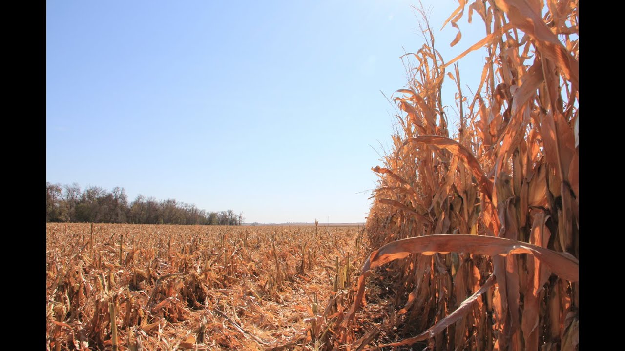 Youth Corn Challenge - Brandy VanDeWalle - March 27, 2015
