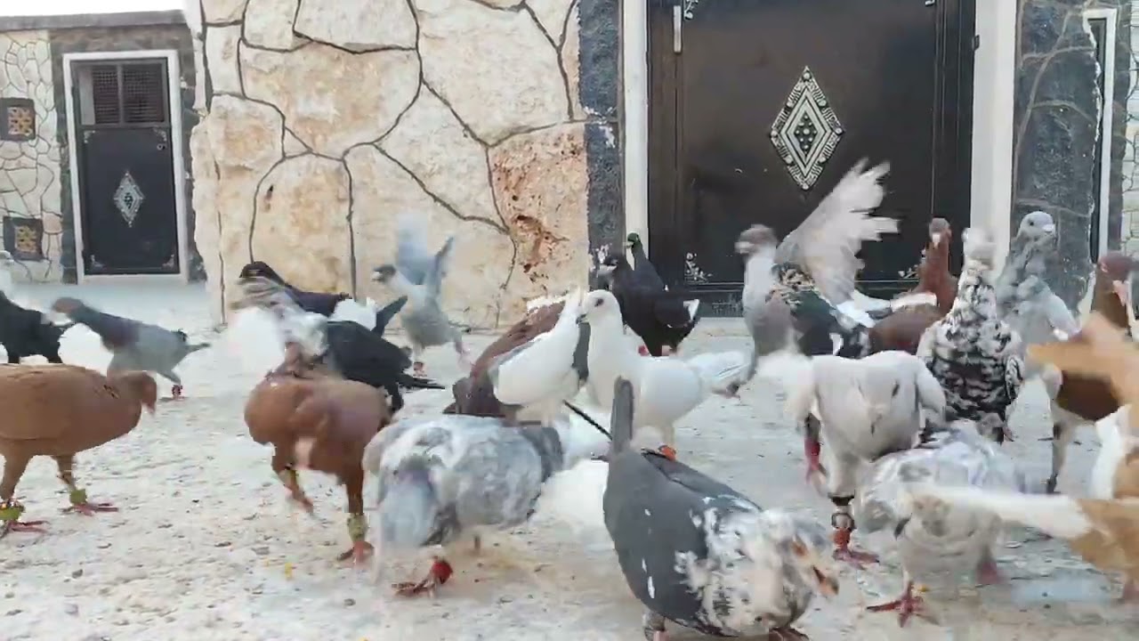 جتكم لقطه من سطوح ابو حسن 