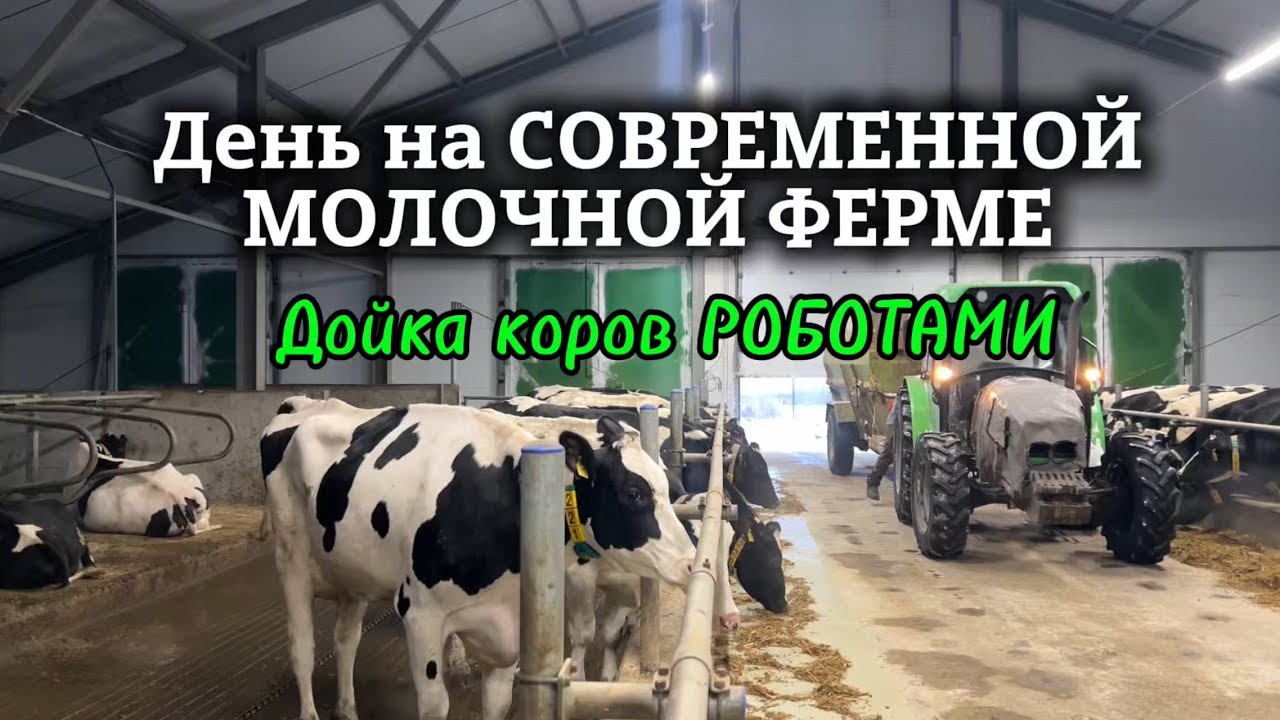 Работа на СОВРЕМЕННОЙ МОЛОЧНОЙ ФЕРМЕ | Коров доят РОБОТЫ | Первая РОБОТИЗИРОВАННАЯ ферма в ОБЛАСТИ