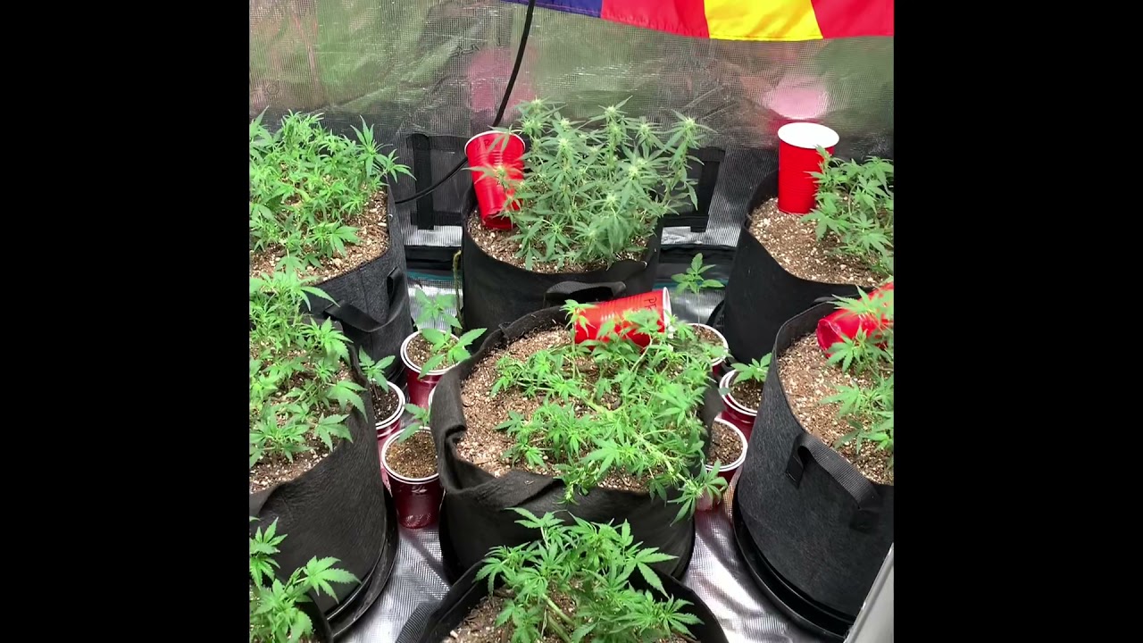Auto&rsquo;s Week 7! Lemon Pie, Gorilla Zkittles, Gorilla Cookies, Purple Ryder