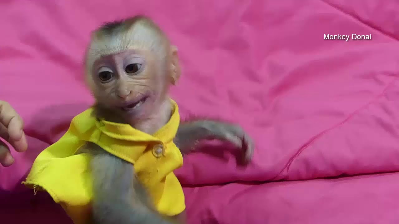 Monkey Baby Donal Shout Loudly Not Want Get Milk When Angry And Need Interest From Mom