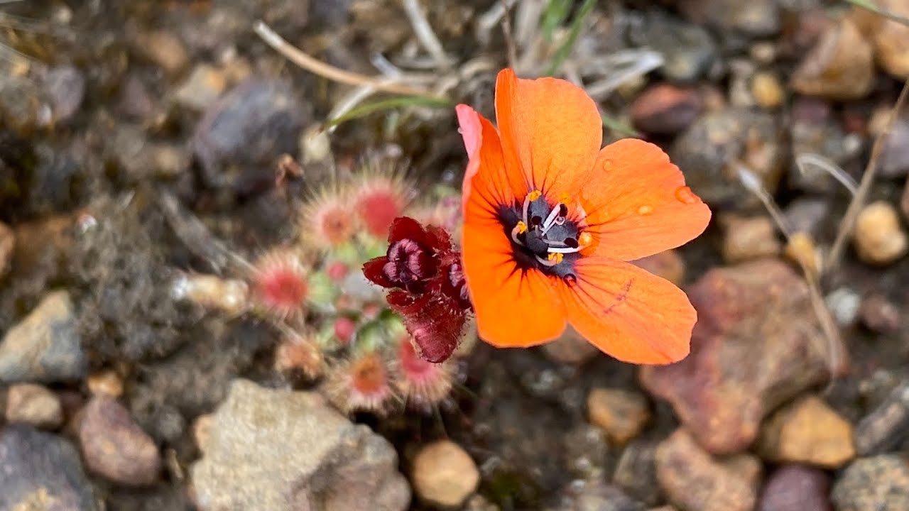 Pygmy Sundew Drosera Flowering in the Wild