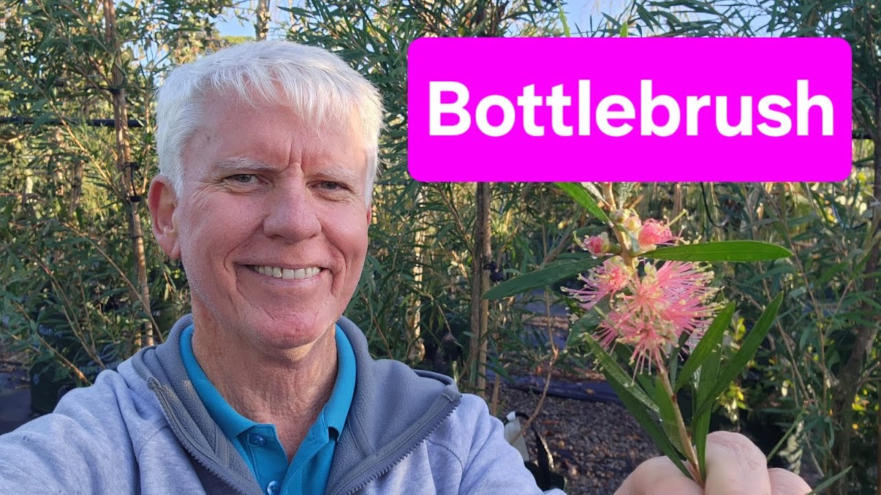Bottlebrush Beauties - Callistemon species and varieties