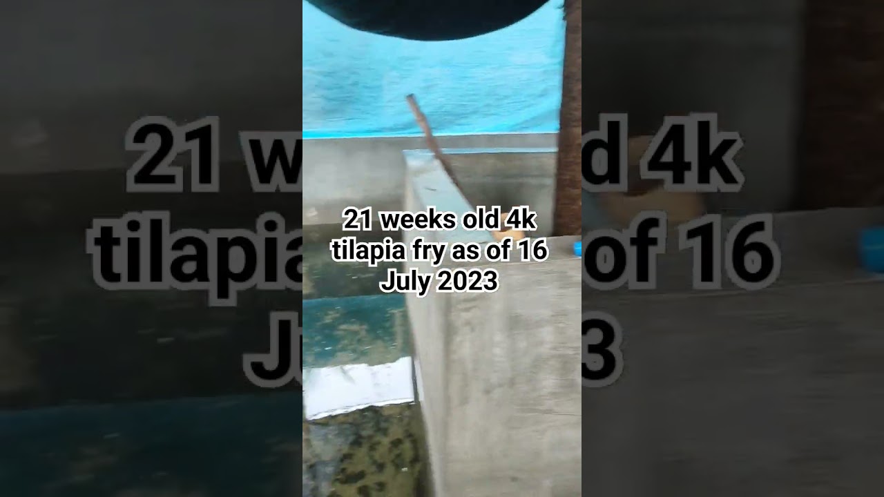 SR Tilapia Farming