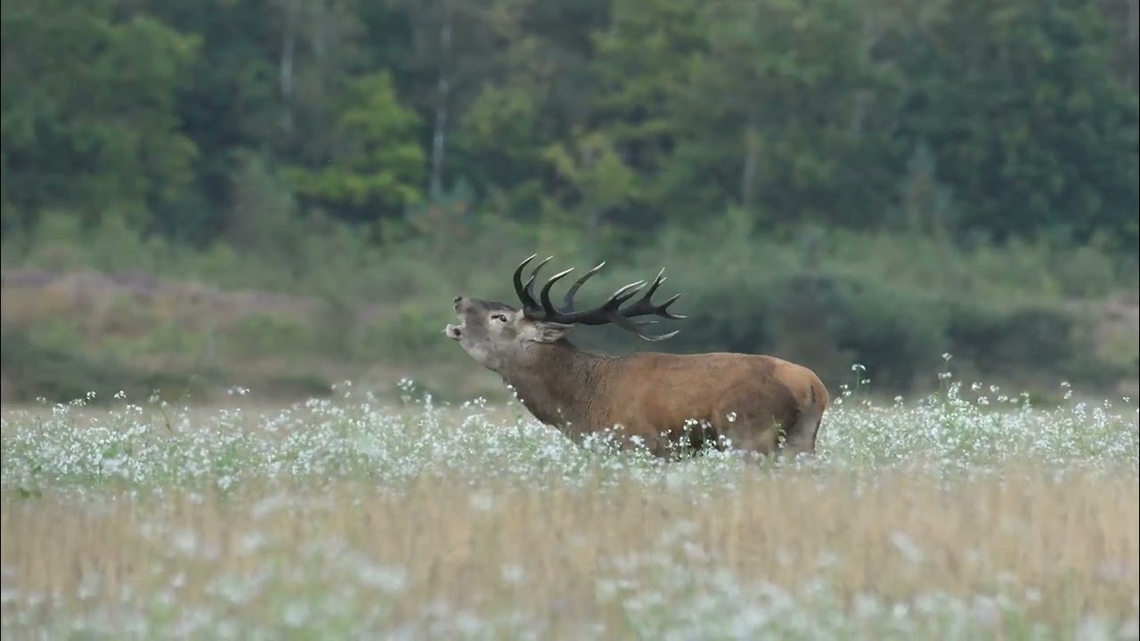 Kronvildt I brunst tiden C. 2025 Red deer in the rut. 