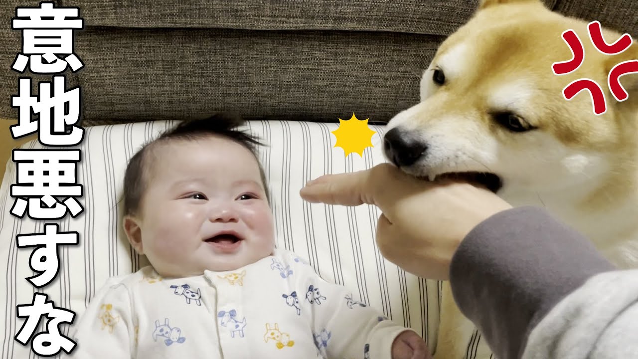 赤ちゃんと遊んでたら勘違いした柴犬が止めに来た