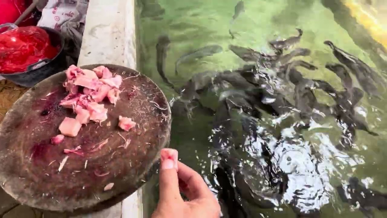Pembesaran ikan Lele sampai bobot 10kg untung besar