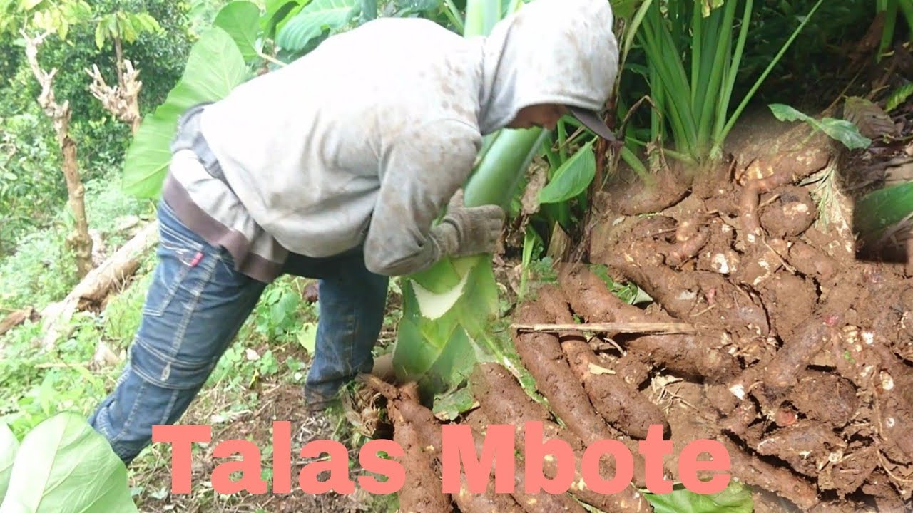 Panen talas Mbote dikebun