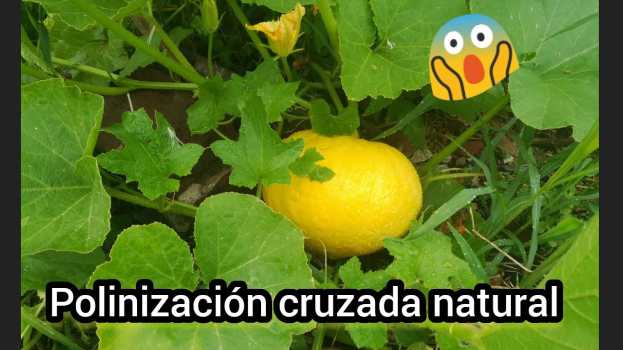 Polinización cruzada natural sembre todo junto esto sucedió 😱