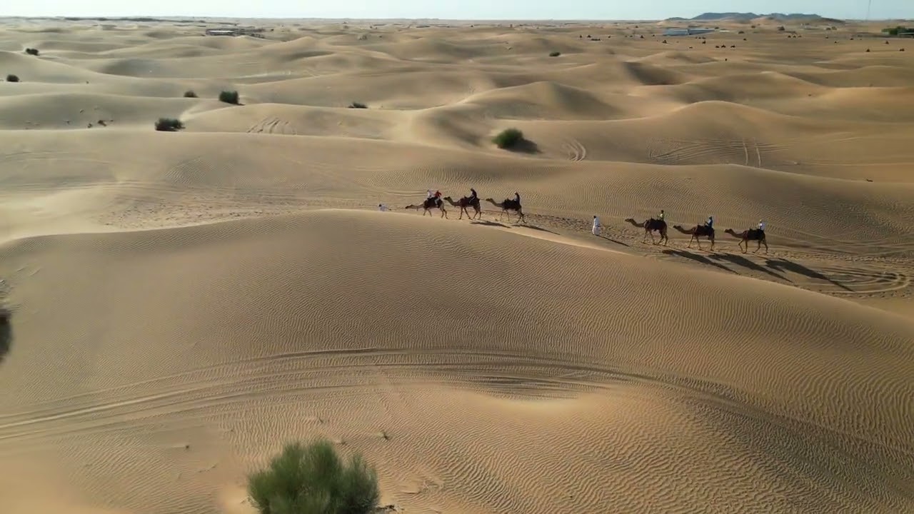 Camel Ride in the Dubai Desert: A Safari Adventure #Dubai #DesertSafari #ExploreDubai #drone