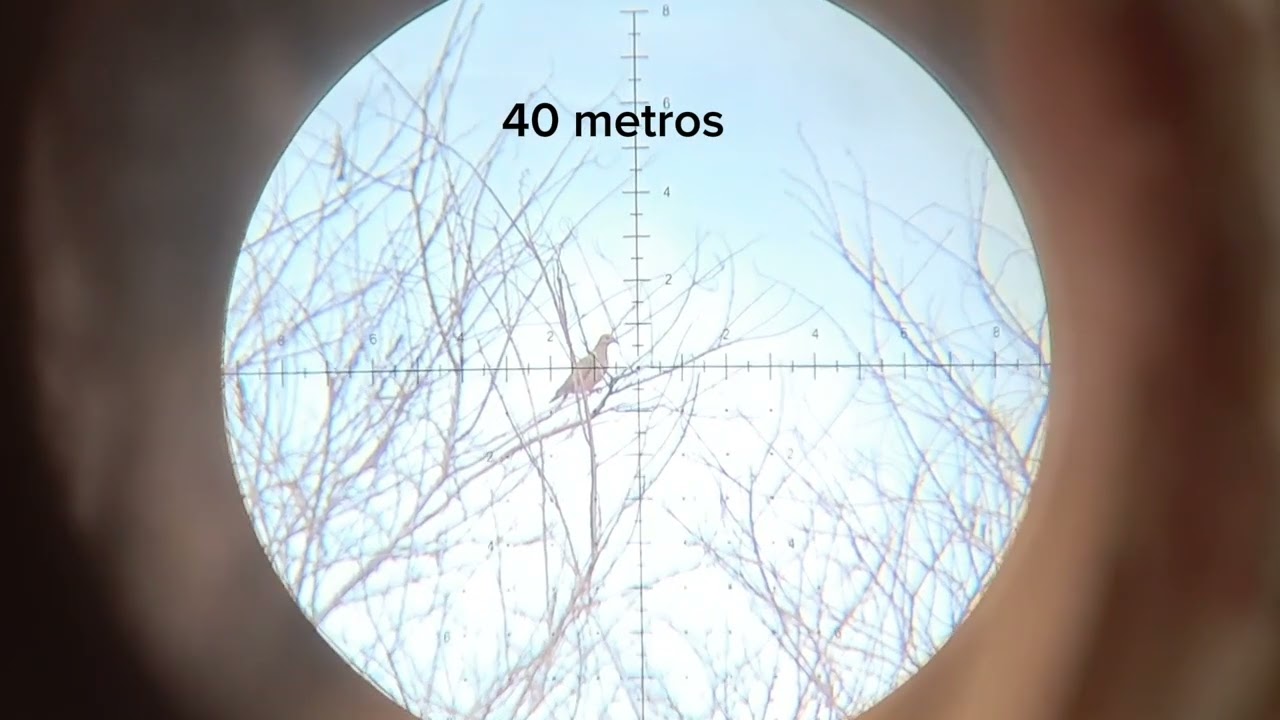 Caçada com a t-rex bullpup a 40 metros