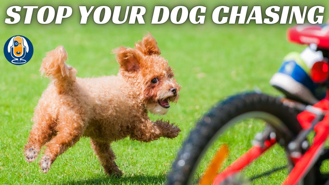 Distraction Intensity Index: Help For Dogs Who Chase Chipmunks, Bicycles, And Neighbor’s Cats #24