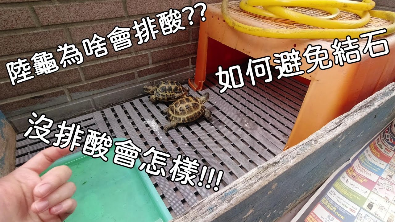 烏龜沒排酸會怎樣!!如何避免結石【九桃分享養爬蟲-《Reptiles》】