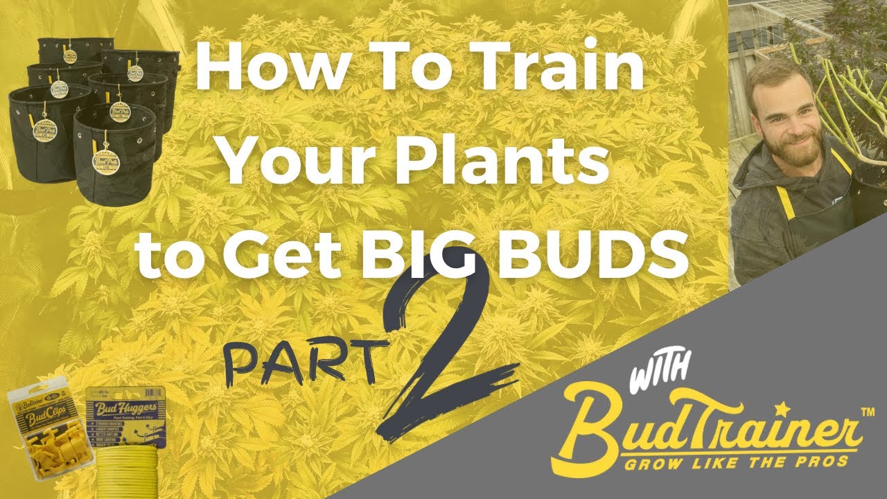 How To Train Your Plants to Get BIG BUDS - Part 2 (Flower Stage)