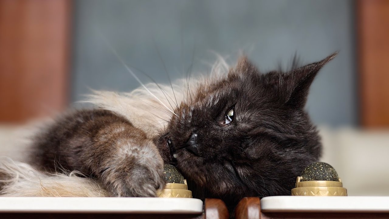 My catnip balls.