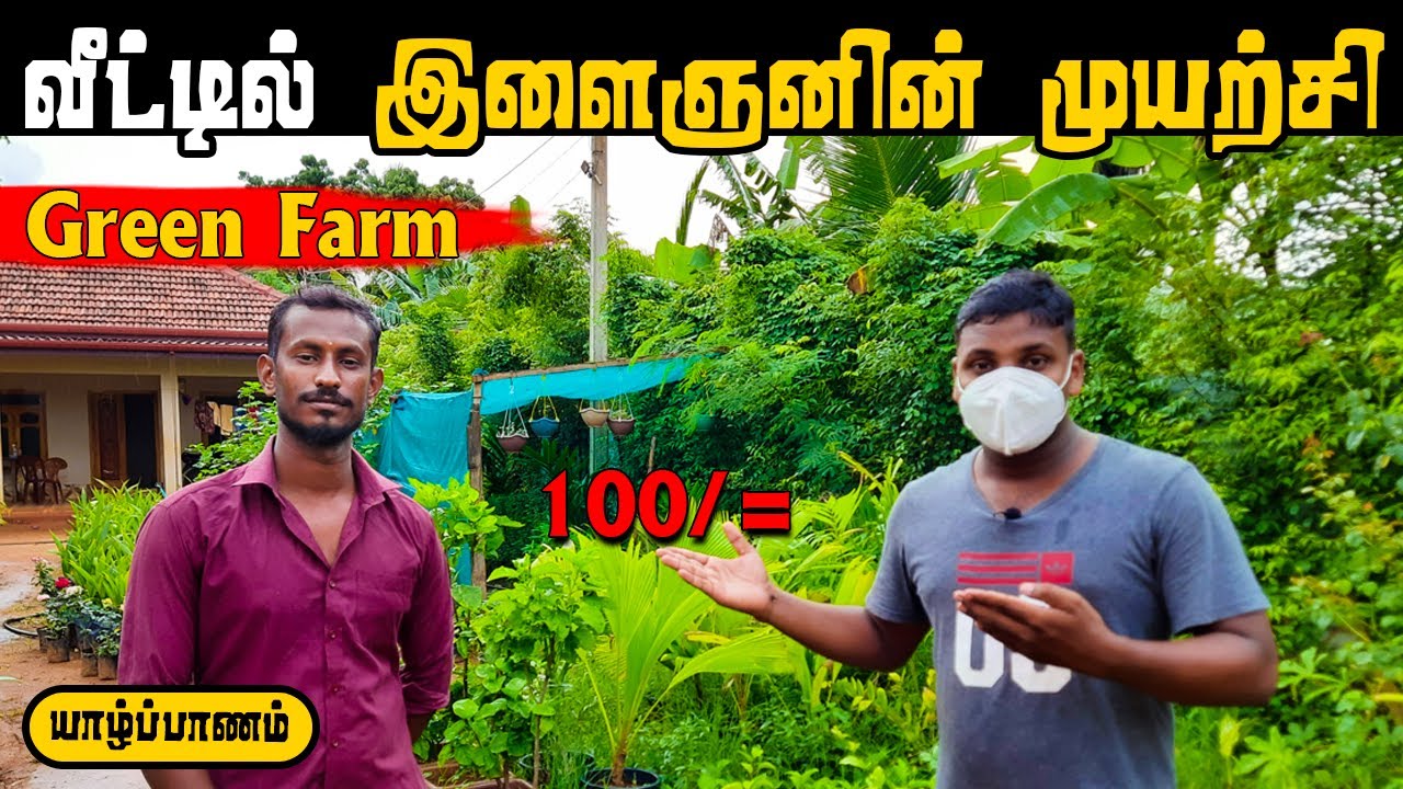 வீட்டில் யாழ் இளைஞனின் முயற்சி! 🌱 Green Farm Tour Jaffna | Farming Vlog in Tamil | Pavaneesan