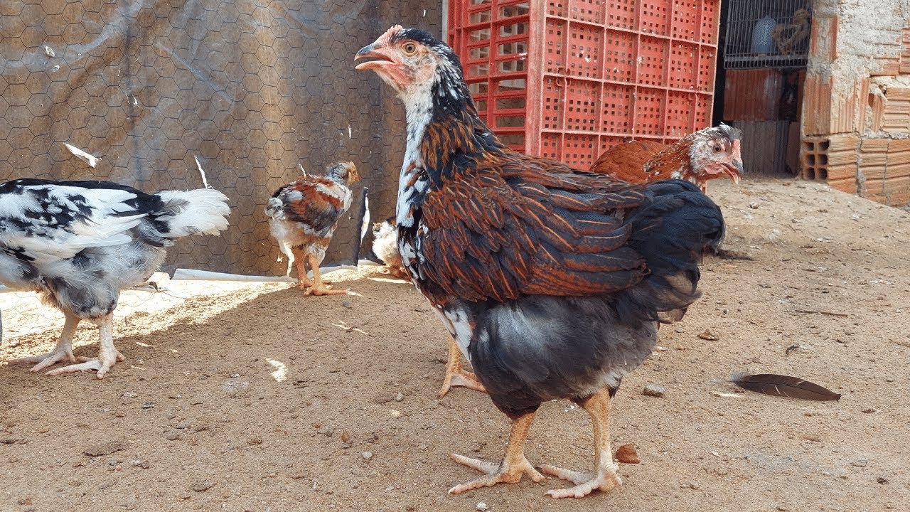 Infelizmente descobriram como fazer a Galinha Balão de Baixa Grande GSB