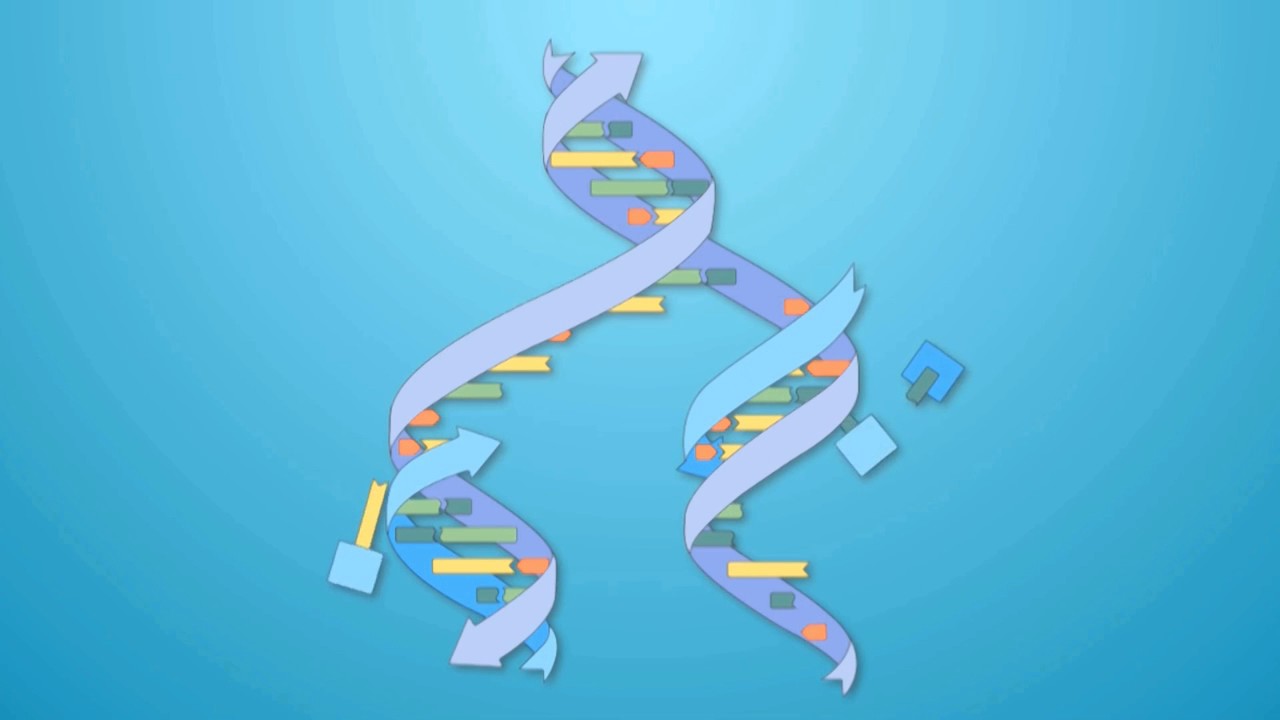 โครงสร้างของดีเอ็นเอ DNA structure