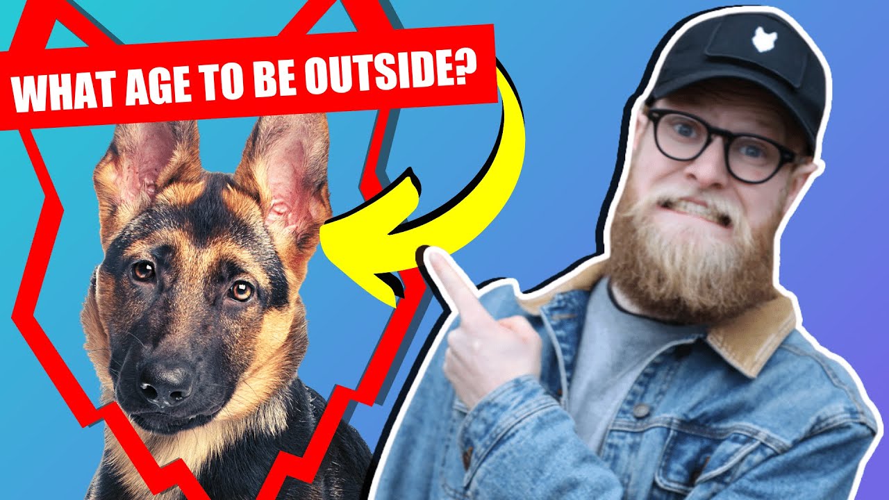 WHEN CAN MY GERMAN SHEPHERD PUPPY GO OUTSIDE OR IN THE GARDEN?