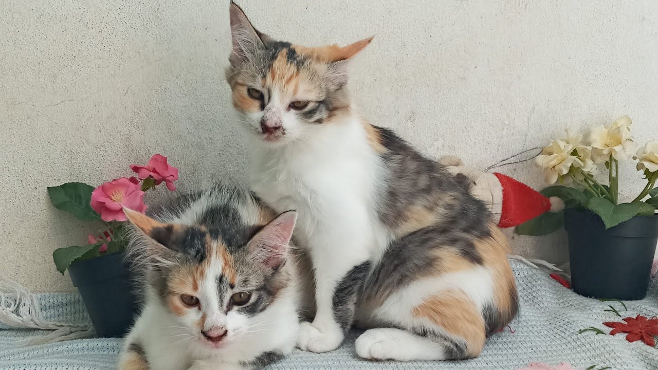 Time Machine Cats !!!! Longest Daily Cat's Story