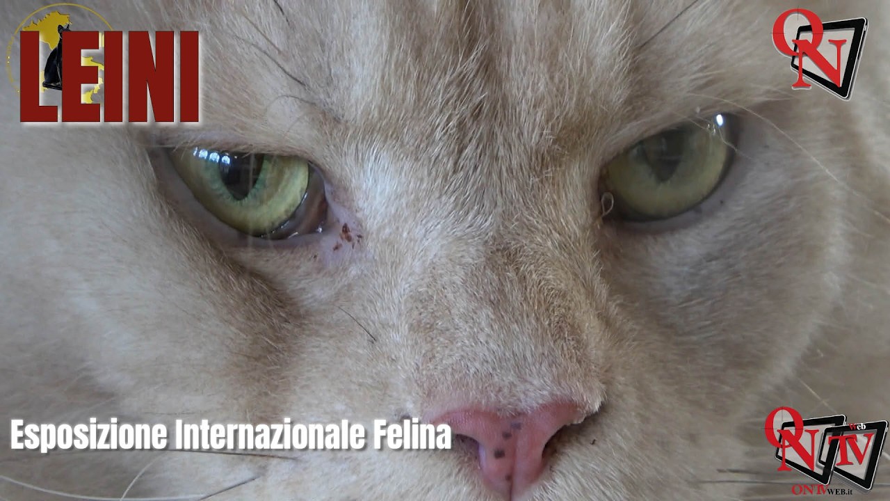LEINI - Esposizione Internazionale Felina 2026