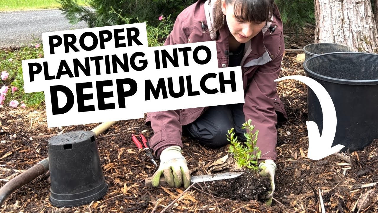 How to plant when mulch is deep 🪴 Step-by-step planting demonstration