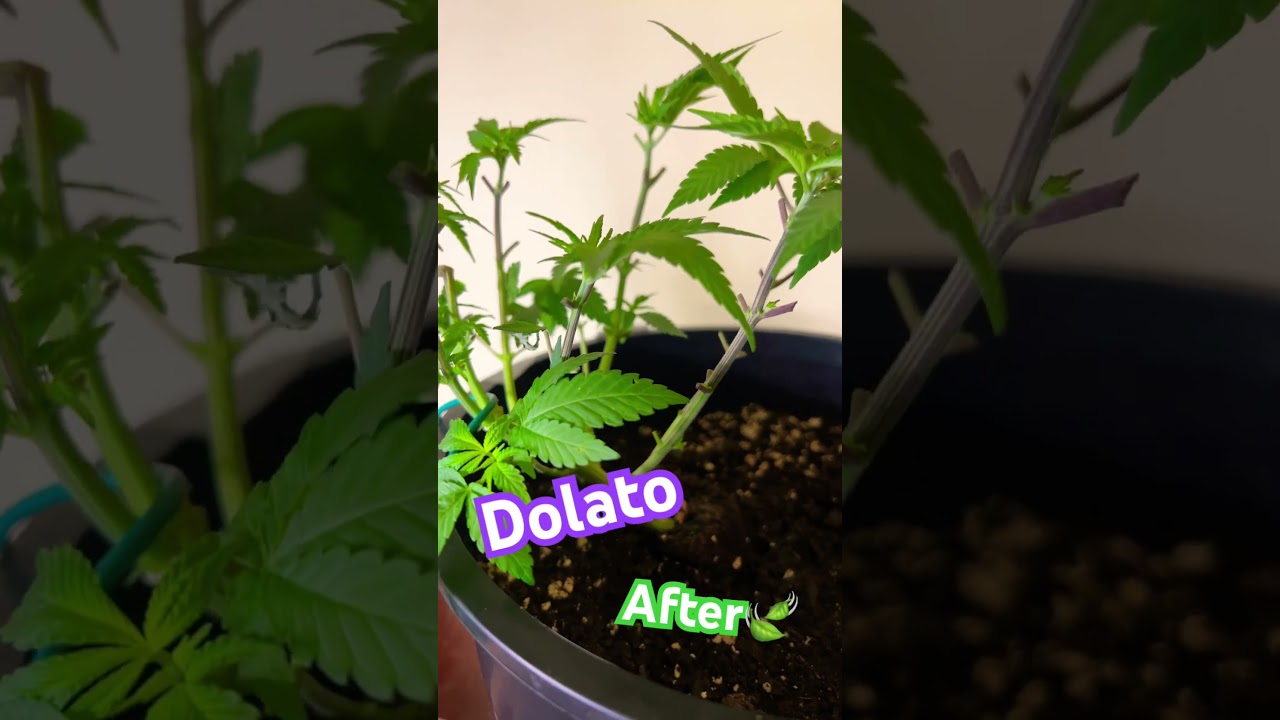 Week 7 Veg. Scrog and Lollipop. 2lb Grow Challenge #inhouse #cookies
