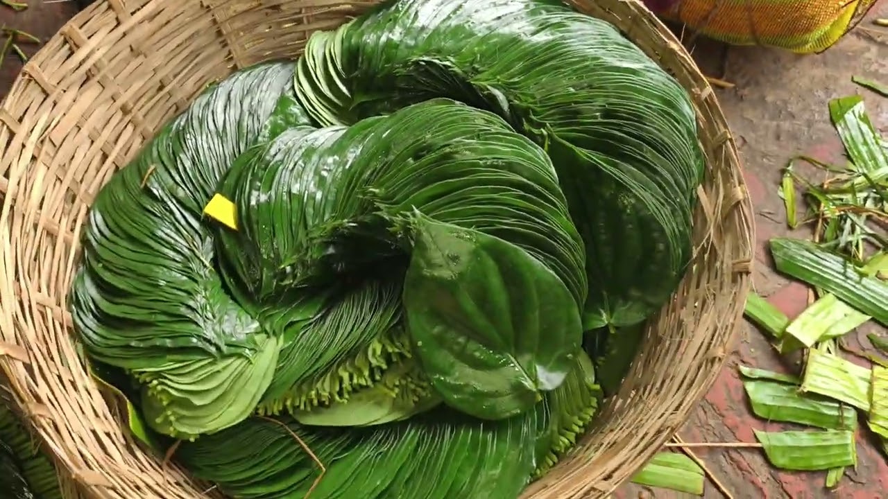 KOLKATA BETEL LEAVES | 📞9593156807 / 9647365286 MEETHA PAAN BEEDA WHOLESALE MARKET | मीठा पान होलसेल