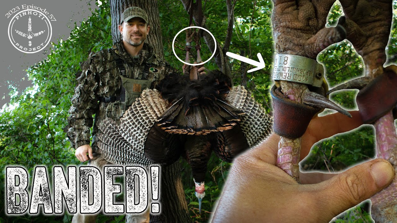 KILLING A BANDED GOBBLER | LONG SPURRED, LATE SEASON MAINE GOBBLER | TURKEY HUNTING NEW ENGLAND