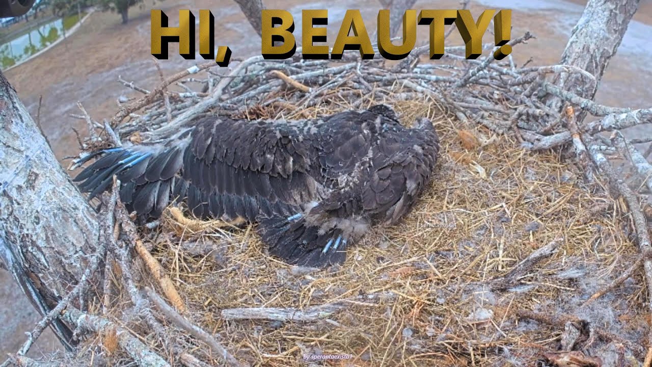 SWFL Eagles - January, 31 - Hi Beauty! Let's See Your Wingspan!