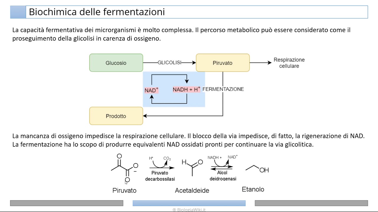 Fermentazione