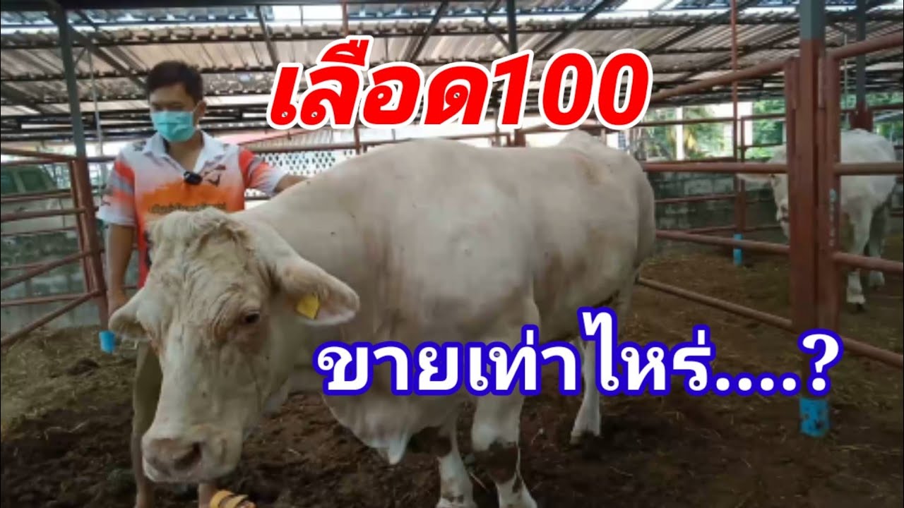 ชาโลเร่เลือด100ขายตัวละเท่าไหร่..?
