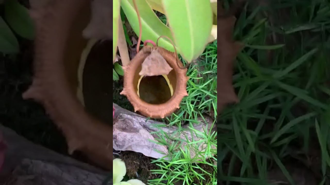Have you seen this plant? #adventure #travel #shorts