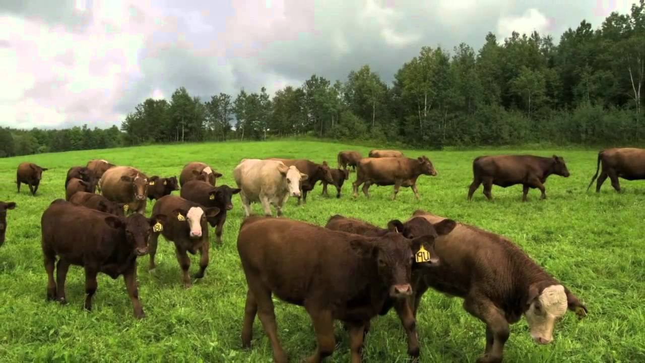 Estate Planning for Farm Families
