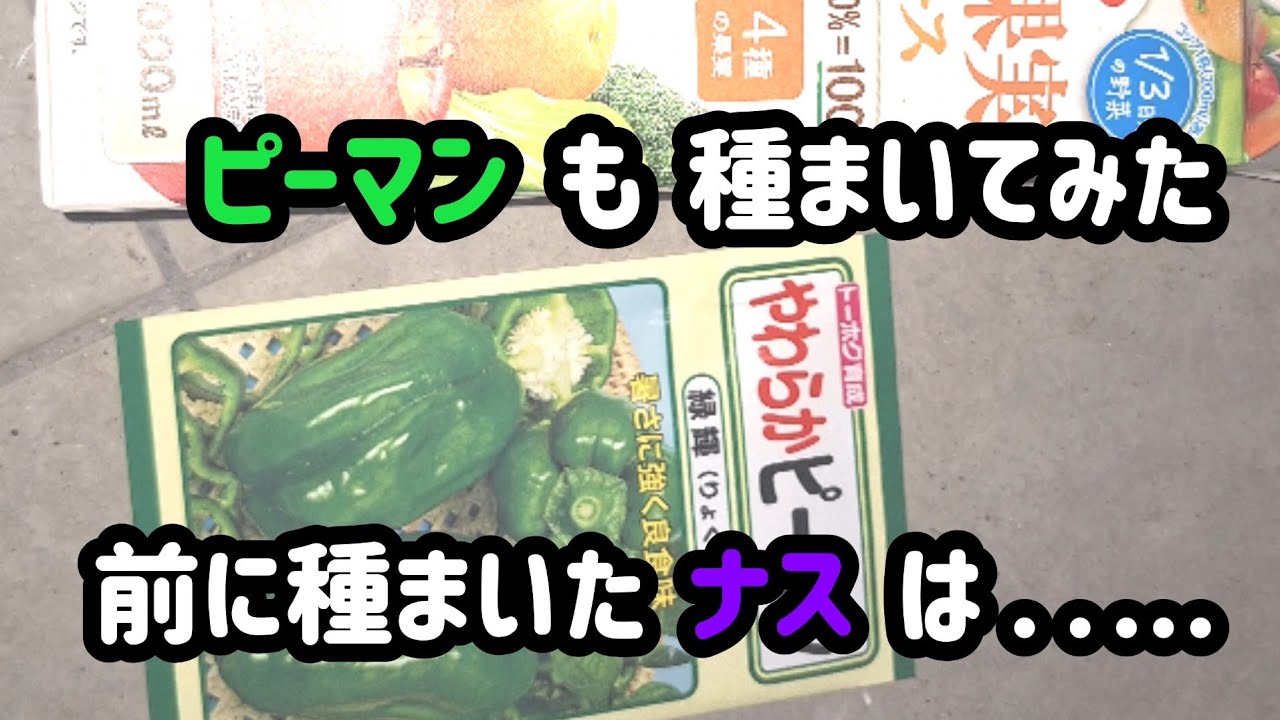 ピーマン種から栽培してみます！[家庭菜園]露地栽培用野菜