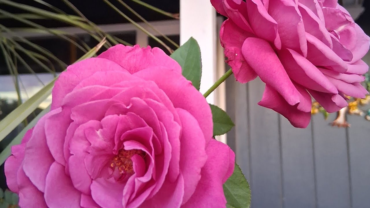 MY GARDEN #24 #garden #plants #gardenlove #flowertrees #gardening #flowers ##roses #gardeningtips 