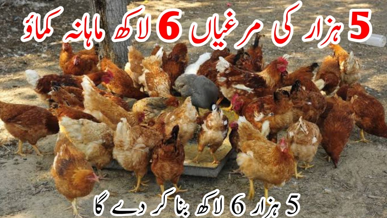 Earn 6 lakh Per Month By Poultry Farming | Golden Misri Poultry Farm In Pakistan 