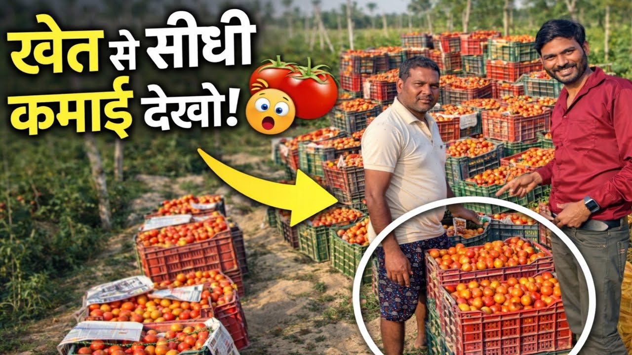 टमाटर की खेती A to Z संपूर्ण जानकारी|| tamatar ki kheti| टमाटर की खेती|tamatar ki kheti kaise karen|