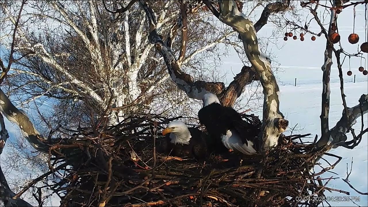 PA Farm Country Mom lays egg #1 2.4.26 - from HDOnTap Livestream