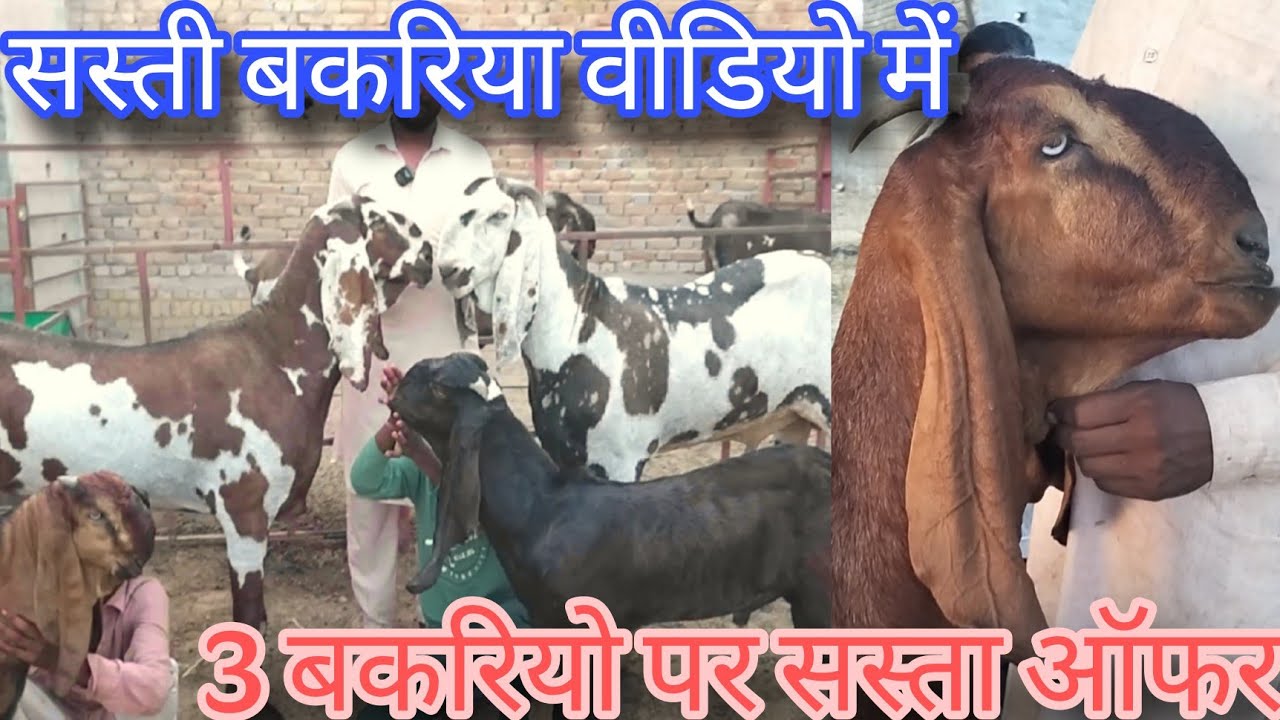 beetal goat farm  बकरी ऒर उसके बच्चे बिकाऊ